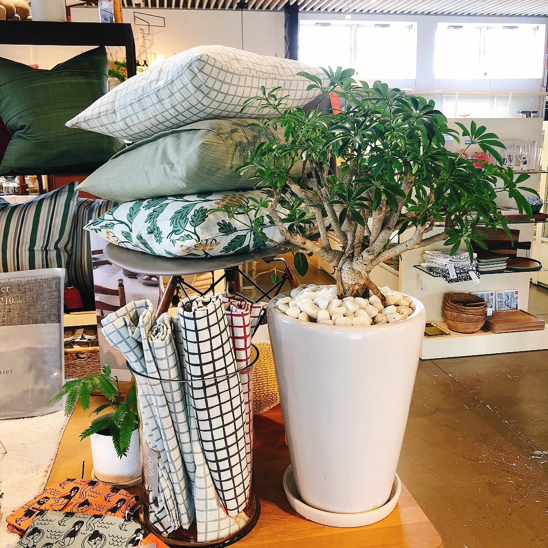 観葉植物のご紹介 インテリアショップstyle伊勢崎店